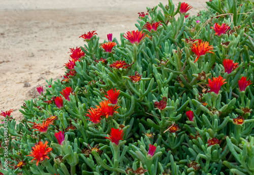 (Malephora crocea) groundcover ornamental plant with red flowers near a hotel in Marsa Alama, Egypt photo