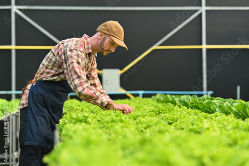 Young adult caucasian male farmer working, inspecting organic vegetables in hydroponic plantation