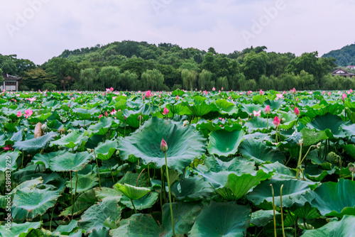 Quadro em tela Beautiful water-lilies at the West Lake(Xihu) is located in Hangzhou, Zhejiang province, China