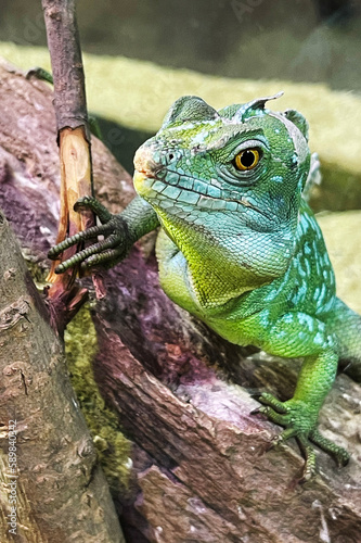 Green Iguana male beautiful multicolor animal, colorful reptile stock photo