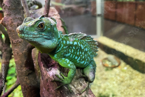Green Iguana male beautiful multicolor animal, colorful reptile stock photo