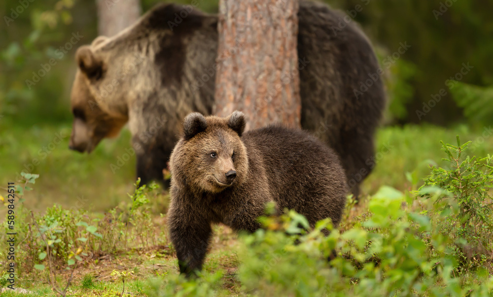 Eurasian Brown bear cub with a bear mama in the forest