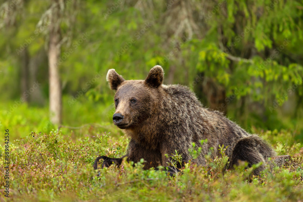 Fototapeta premium Eurasian Brown bear lying on grass in forest