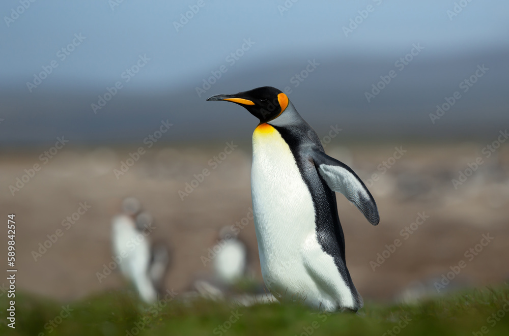 Fototapeta premium King penguin walking on a coastal area of the Falkland Islands