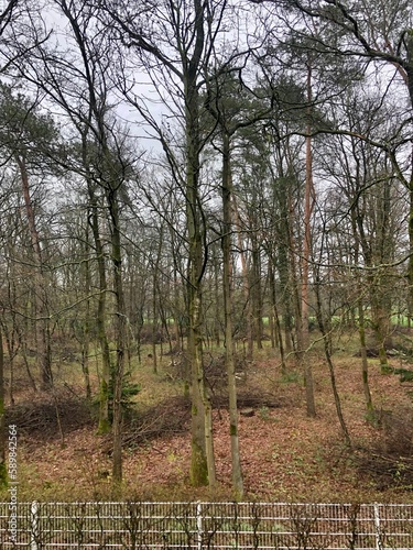 Fototapeta Naklejka Na Ścianę i Meble -  trees in the forest in lengerich germany