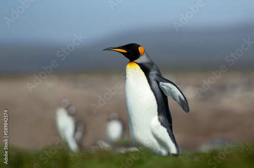 King penguin walking on a coastal area of the Falkland Islands
