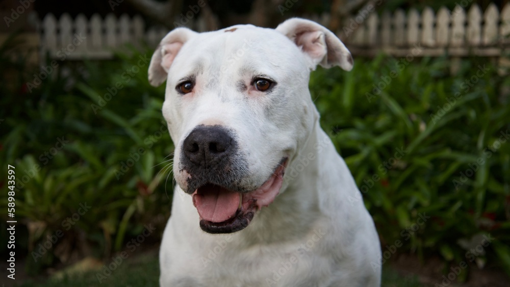 portrait of a white dog portrait of a white dog