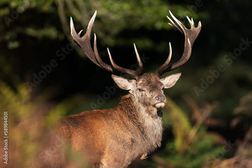 Portrait of a red deer stag in autumn