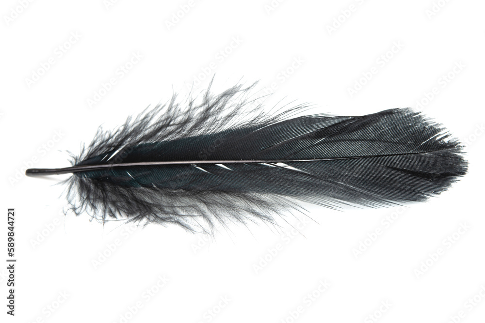 Fluffy black feather isolated on the white background closeup Fluffy black feather isolated on the white background closeup