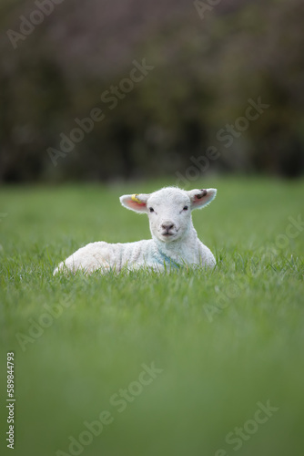 lamb in the meadow 