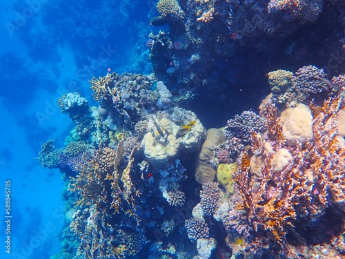 Tropical fish and coral reef near Jaz Maraya, Coraya bay, Marsa Alam, Egypt photo