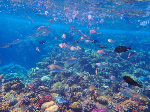 Fototapeta Naklejka Na Ścianę i Meble -  Tropical fish and coral reef near Jaz Maraya, Coraya bay, Marsa Alam, Egypt