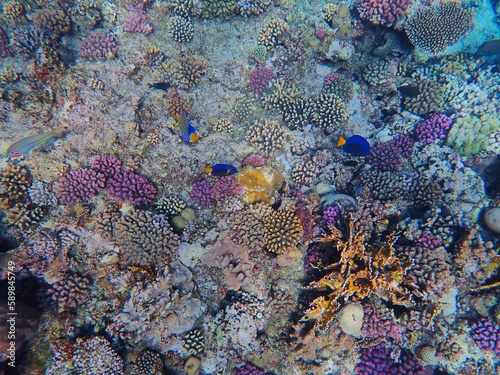 Tropical fish and coral reef near Jaz Maraya, Coraya bay, Marsa Alam, Egypt photo