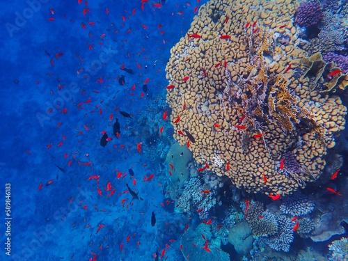 Tropical fish and coral reef near Jaz Maraya, Coraya bay, Marsa Alam, Egypt photo