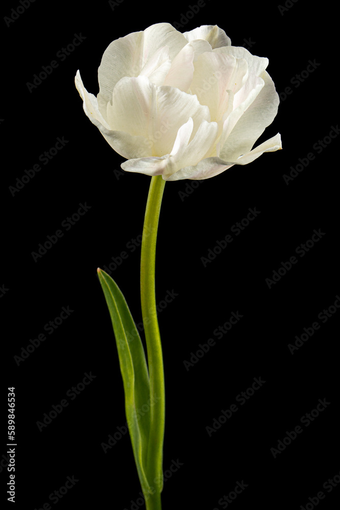 Soft cream tulip flower, isolated on black background