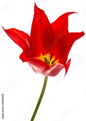 Flower of red tulip closeup, isolated on white background