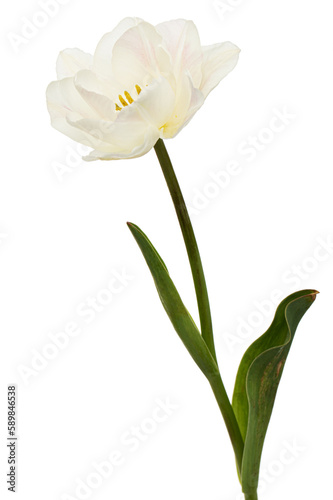 Soft cream tulip flower  isolated on white background