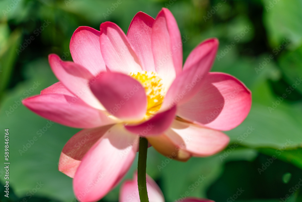 A pink lotus flower sways in the wind, Nelumbo nucifera. Against the background of their green leaves. Lotus field on the lake in natural environment. A pink lotus flower sways in the wind, Nelumbo nucifera. Against the background of their green leaves. Lotus field on the lake in natural environment.