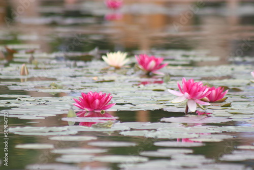 pink water lilies and lotus