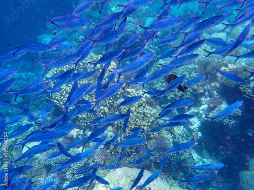 Tropical fish and coral reef near Jaz Maraya, Coraya bay, Marsa Alam, Egypt © Ted91