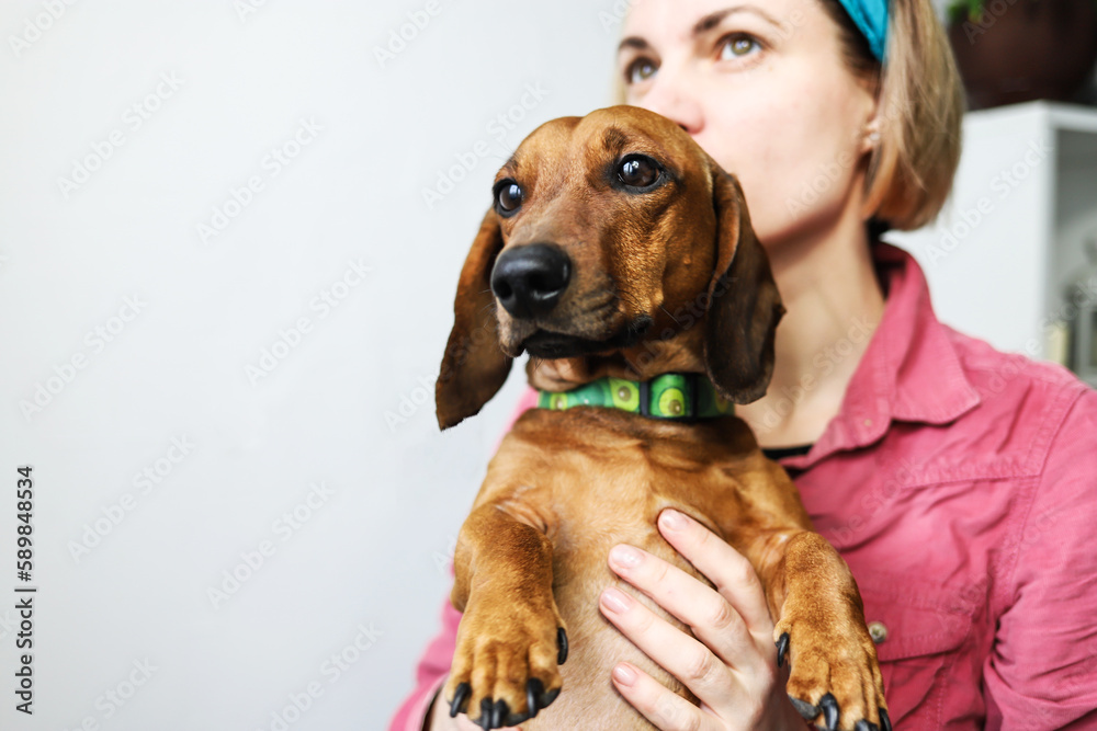 Portrait of a dachshund dog held in the arms of a young woman sitting in her room.