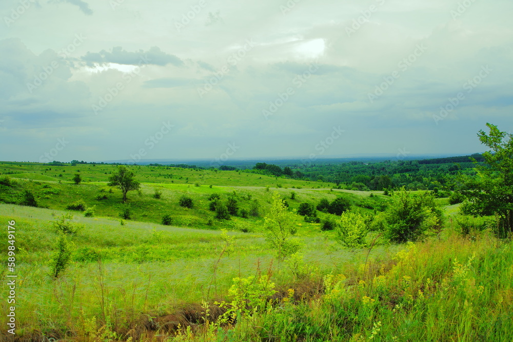 A beautiful green forest, a summer glade with shrubs, trees, trees in the distance, a blue sky with clouds. Landscape.