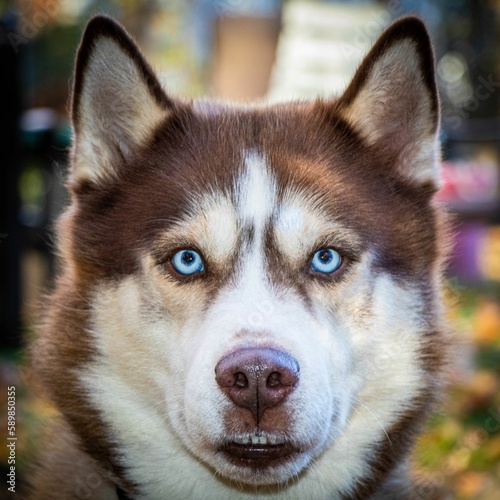 Brown and white Siberian Husky looking directly at the camera