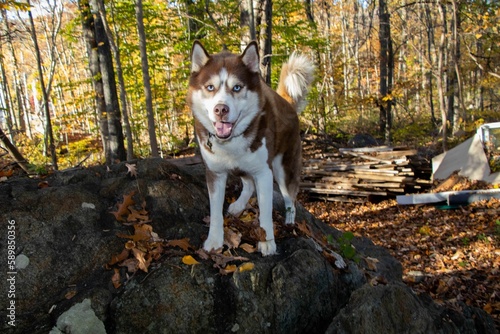 Brown and white Siberian Husky looking directly at the camera © Menkó Gusztáv/Wirestock Creators