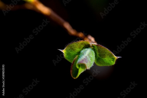 Selective focus of a leaf on the top of branch on dark background