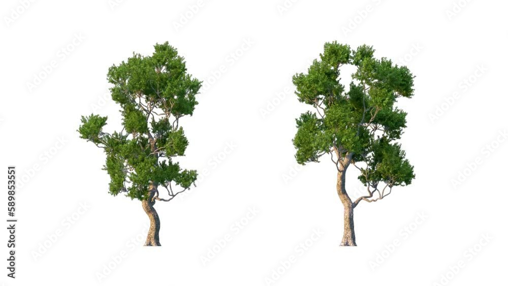 Growing trees isolated with alpha.3D animation growth grow from small to large, Old Spar trees animate in the wind include alpha channel tree. Tree isolated Separated with alpha channel.