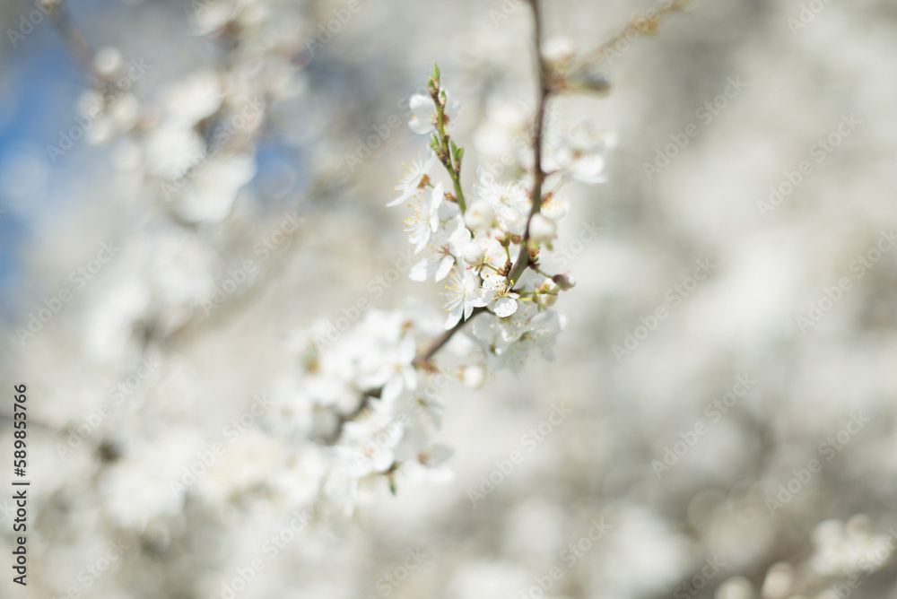 spring spring