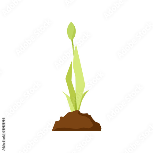 Green tulip sprout from a breast of earth
