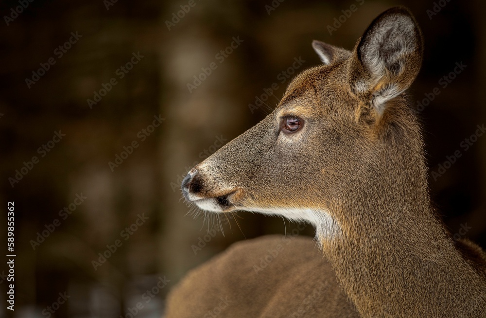 Closeup shot of white-tailed deer (odocoileus virginianus) head Closeup shot of white-tailed deer (odocoileus virginianus) head