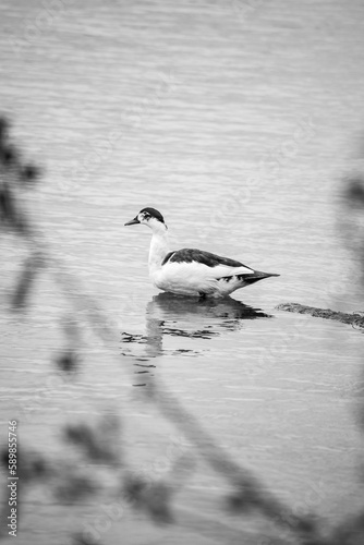 Vertical grayscale shot of a wild duck swimming in a water photo