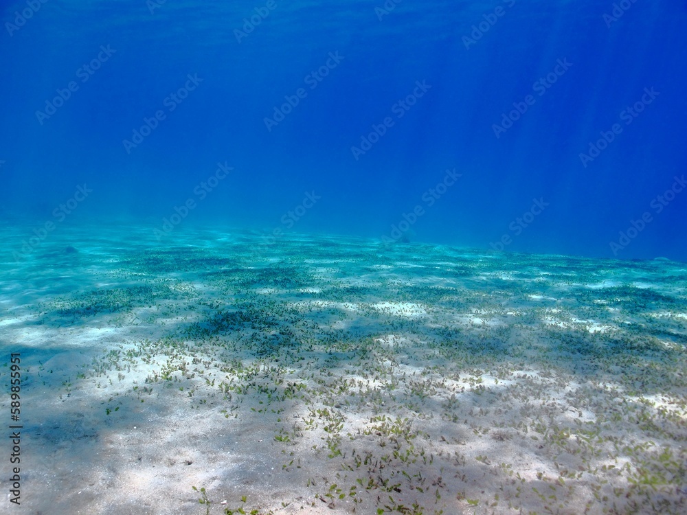Empty shallow sea with sunrays. Tropical ocean, sea grass and vivid blue water. Seascape close to the beach, underwater photography from snorkeling.