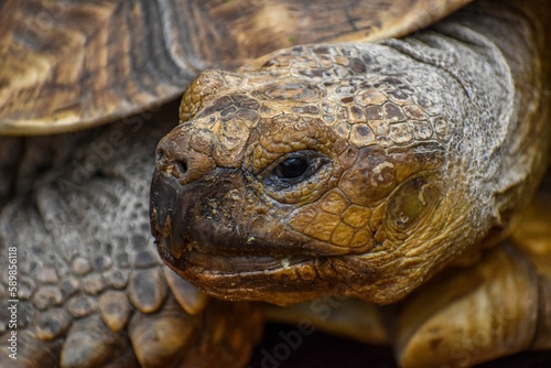 Closeup shot of a Galapagos Giant Tortoise with beautifully textured reptile skin