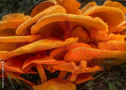 A cluster of poisonous orange the jack-o'-lantern mushrooms in the grass in the forest photo