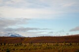 Scenic view of a beautiful field surrounded by snowy mountains in Denali National Park in autumn