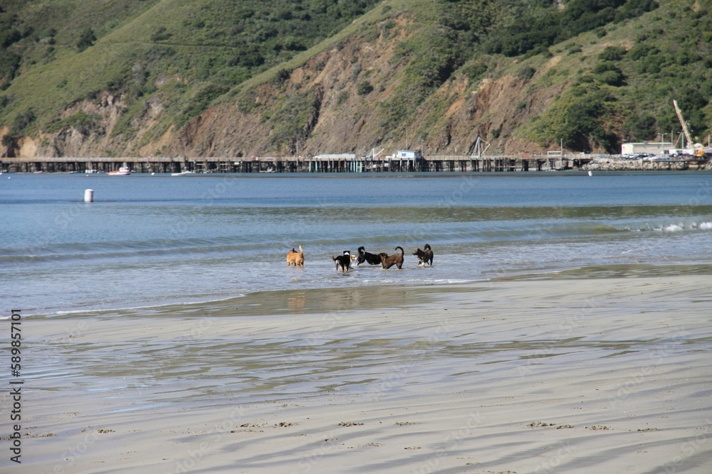 Image of the Potcake dogs in the water on a beach in the background of mountains.