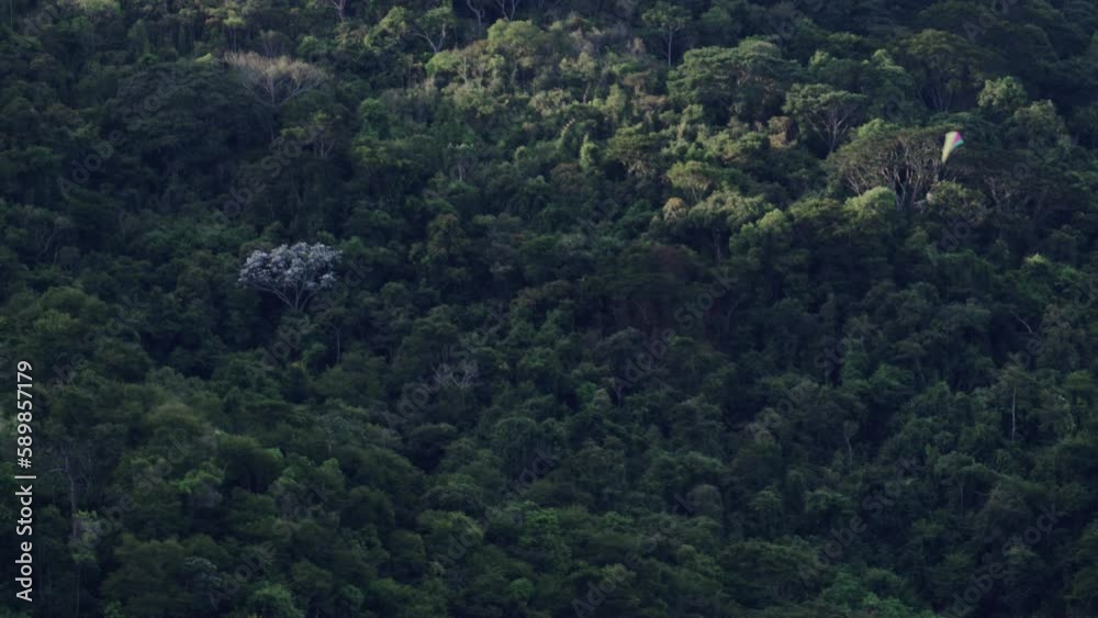 Colorful Kite Flying High over Jungle Landscape