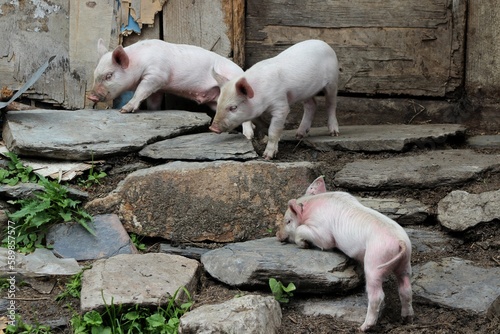 Three little pigs stand on stone steps in a farm village.