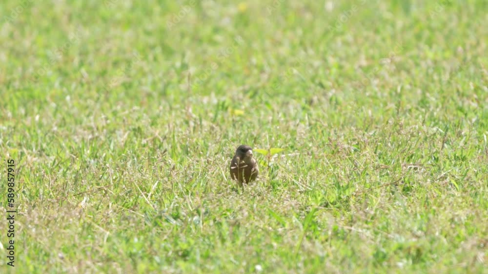 oriental greenfinch in a grass field oriental greenfinch in a grass field