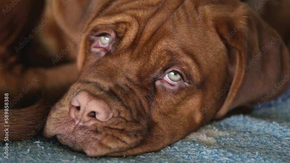 Sleepy dog puppy. Close-up of a Dogue de Bordeaux puppy. Beautiful muzzle of a French mastiff puppy.