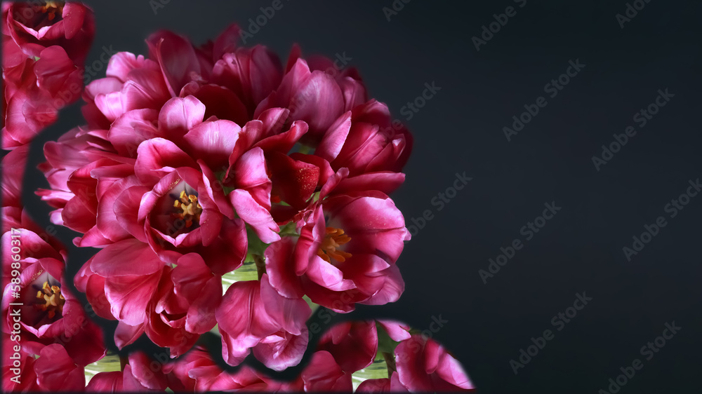Bouquet of pink red vibrant Tulips.  Tulips background. Spring flowers. Pink  red blooming Tulips on dark background. First spring flowers.  Place for text. Beautiful postcard banner.
