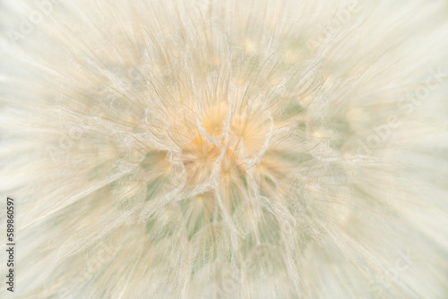 Dandelion seeds close up. White fluffy Dandelions. Natural blurred spring abstract background. Picture for screensaver  wallpaper  card design  cover printing. Taraxacum Erythrospermum.