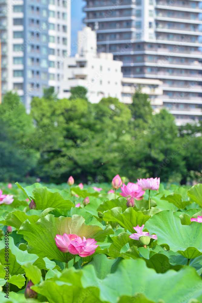 東京 上野 青空に映える不忍池の美しい蓮の花と高層ビル コピースペースあり(東京都) Tokyo Ueno Beautiful lotus flowers and skyscrapers at Shinobazu Pond against the blue sky with copy space (Japan) 東京 上野 青空に映える不忍池の美しい蓮の花と高層ビル コピースペースあり(東京都) Tokyo Ueno Beautiful lotus flowers and skyscrapers at Shinobazu Pond against the blue sky with copy space (Japan)