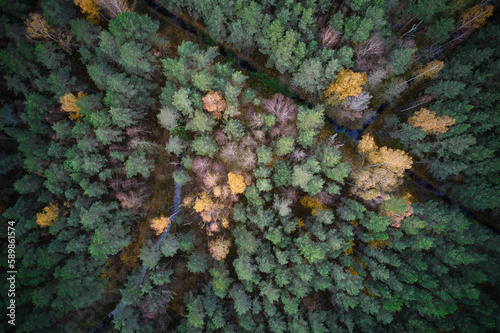 Wallpaper Mural Above aerial shot of green pine forests and yellow foliage groves with beautiful texture of golden treetops. Beautiful fall season scenery in evening. Mountains in autumn in golden time Torontodigital.ca