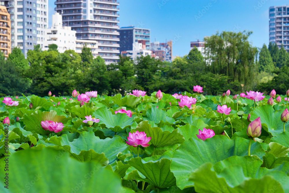 東京 上野  青空に映える不忍池の美しい蓮の花と高層ビル　コピースペースあり（東京都） Tokyo Ueno Beautiful lotus flowers and skyscrapers at Shinobazu Pond against the blue sky with copy space (Japan)