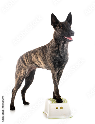 Картината върху платно Dutch Shepherd in studio