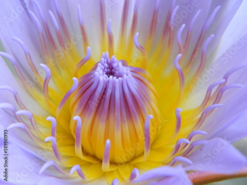 Close up of the reproductive parts of a tropical water lily growing in Mudgeeraba creek, Gold Coast, Queensland, Australia